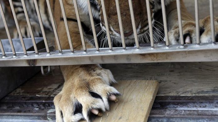 У Києві заборонили цирки-шапіто У Києві заборонили цирки-шапіто