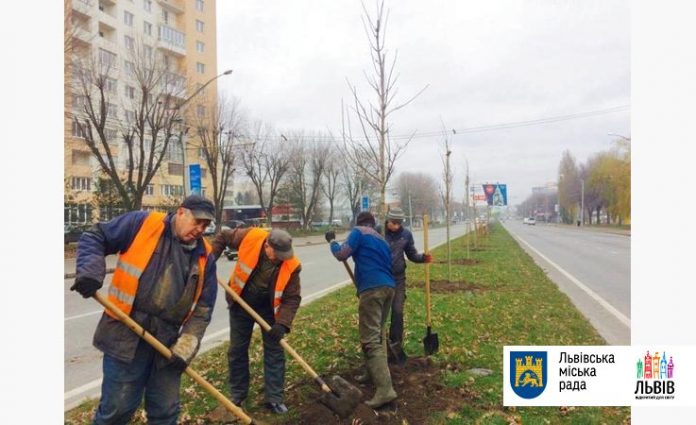 Сихів озеленили Сихів озеленили