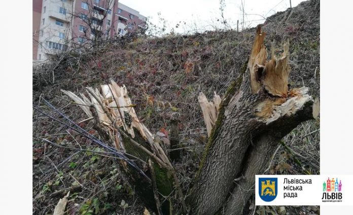 У Львові незаконно зрізали дерева на 52 тисячі гривень У Львові незаконно зрізали дерева на 52 тисячі гривень