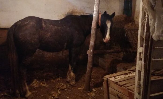 Врятувати Красуню: люди зібрали гроші для порятунку коня Врятувати Красуню: люди зібрали гроші для порятунку коня