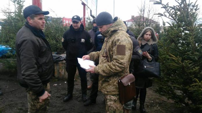 Під час рейдів у Львові та в області вилучили більше 120 новорічних ялинок Під час рейдів у Львові та в області вилучили більше 120 новорічних ялинок