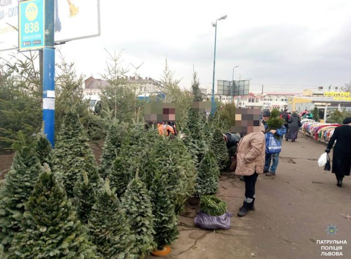 У Львові зафіксували кілька випадків незаконного продажу ялинок У Львові зафіксували кілька випадків незаконного продажу ялинок