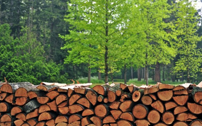 У ЛОДА назвали середню зарплату працівників лісової галузі У ЛОДА назвали середню зарплату працівників лісової галузі