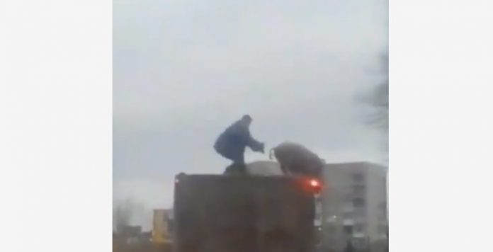 Епічна боротьба людини і свині на даху авто під Києвом потрапила на відео Епічна боротьба людини і свині на даху авто під Києвом потрапила на відео