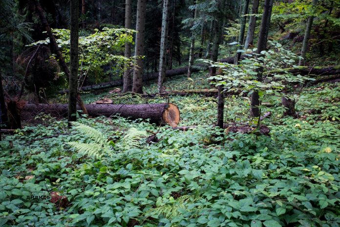 У Дрогобицькому лісгоспі виявили незаконну вирубку 190 дерев У Дрогобицькому лісгоспі виявили незаконну вирубку 190 дерев