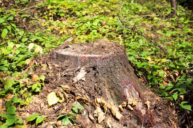 Держекоінспекція виявила незаконну зрізку дерев у Комарно