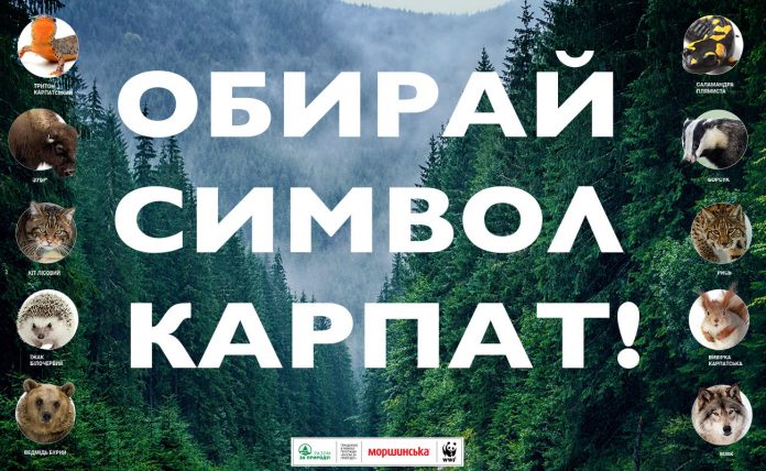 Борсук проти зубра: в Україні стартує голосування за символ Карпат Борсук проти зубра: в Україні стартує голосування за символ Карпат