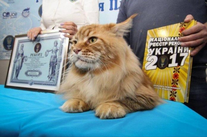 В Україні знайшли найбільшого кота (фото) В Україні знайшли найбільшого кота (фото)