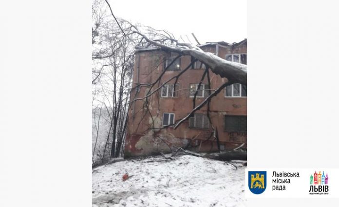У Львові дерево пошкодило покрівлю будинку У Львові дерево пошкодило покрівлю будинку