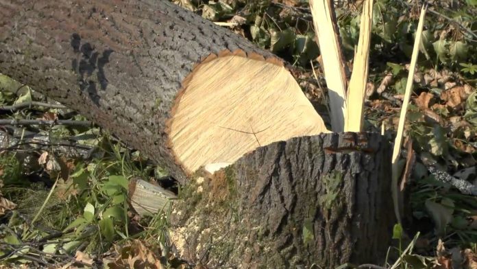 У Кам’янка-Бузькому районі під час виконання робіт на лісничого впало дерево У Кам’янка-Бузькому районі під час виконання робіт на лісничого впало дерево
