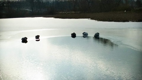 У Дублянах на озері замерзають лебеді, рятувальники на звернення не реагують (фото)
