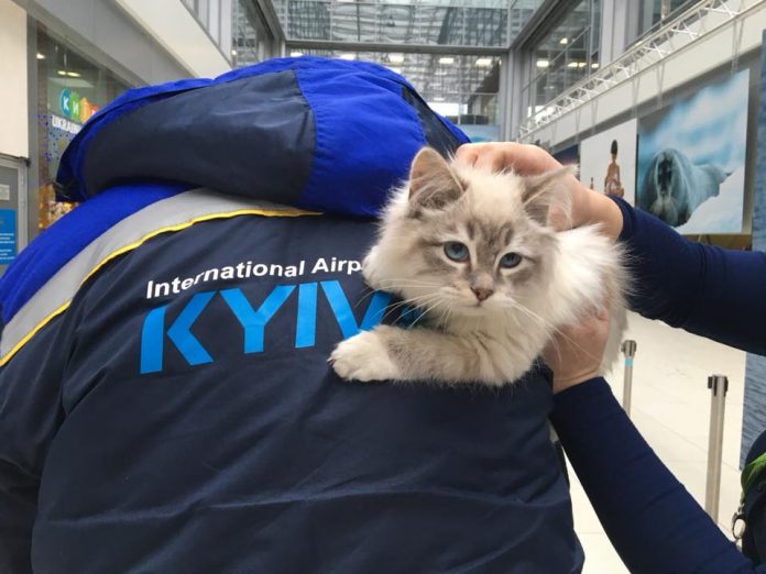 В аеропорту «Жуляни» пасажирка покинула кішку рідкісної породи В аеропорту «Жуляни» пасажирка покинула кішку рідкісної породи