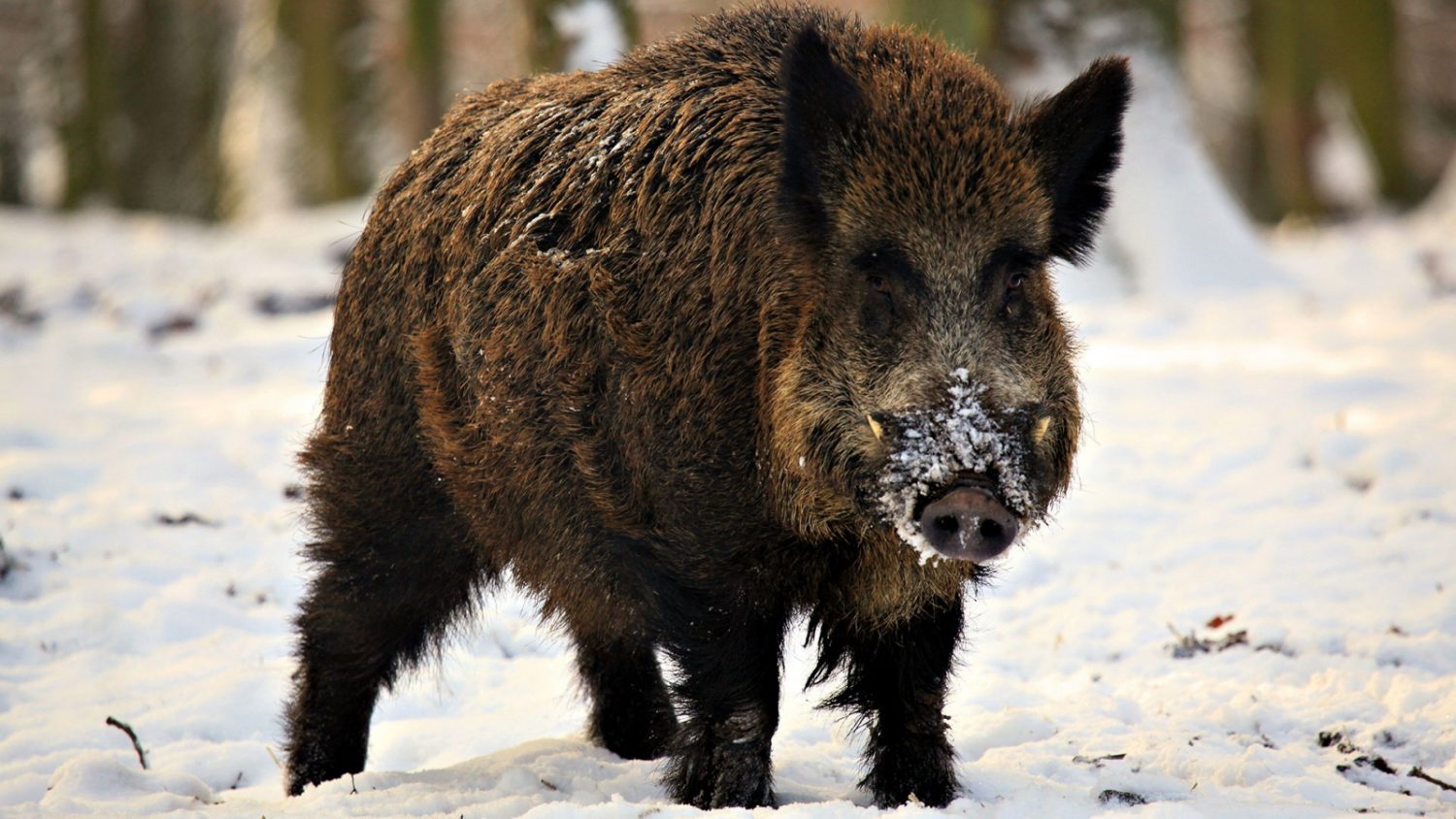 fangs_piglet_snow_winter_wild_boar_85379_1600x900
