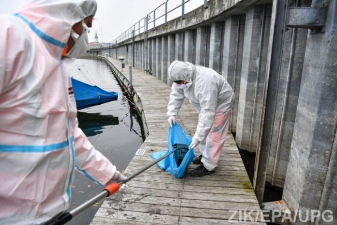 У Нідерландах виявили спалах пташиного грипу У Нідерландах виявили спалах пташиного грипу
