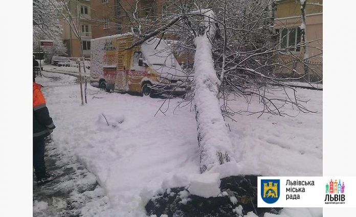 Внаслідок падіння дерев у Львові пошкоджено 8 авто Внаслідок падіння дерев у Львові пошкоджено 8 авто