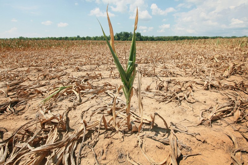 Severe Drought Threatens Midwest Corn Crops