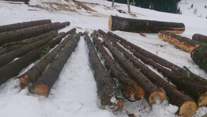 На Львівщині місцеві мешканці незаконно рубають ліс і б’ють охоронців На Львівщині місцеві мешканці незаконно рубають ліс і б’ють охоронців