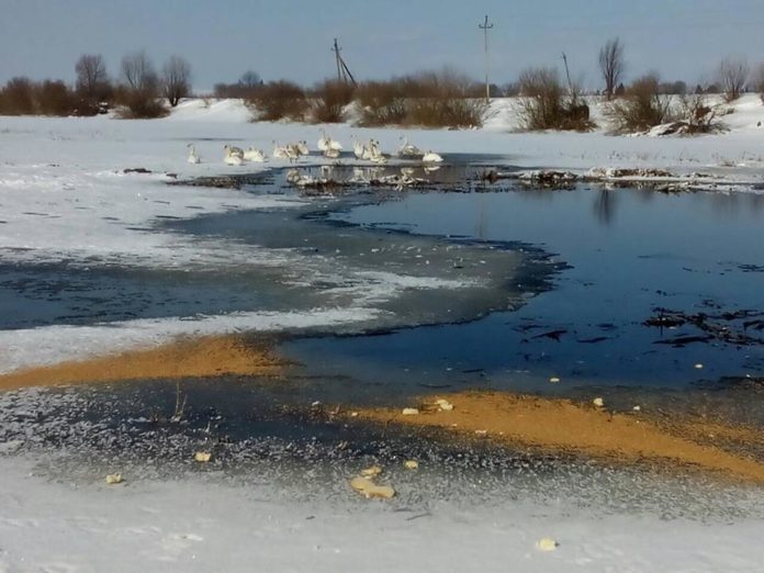 У Самбірському районі з крижаної пастки врятували майже 70 лебедів (фото) У Самбірському районі з крижаної пастки врятували майже 70 лебедів (фото)