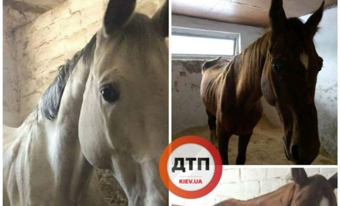 У стайнях київського кінно-спортивного клубу виявили 15 заморених голодом коней (ФОТО) У стайнях київського кінно-спортивного клубу виявили 15 заморених голодом коней (ФОТО)
