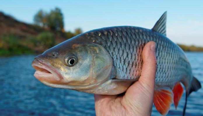 В українських водоймах до 2050 року може зникнути риба В українських водоймах до 2050 року може зникнути риба