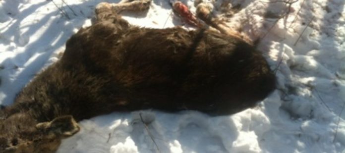 На Львівщині виявили загиблу самку лося: тварина стекла кров’ю На Львівщині виявили загиблу самку лося: тварина стекла кров’ю
