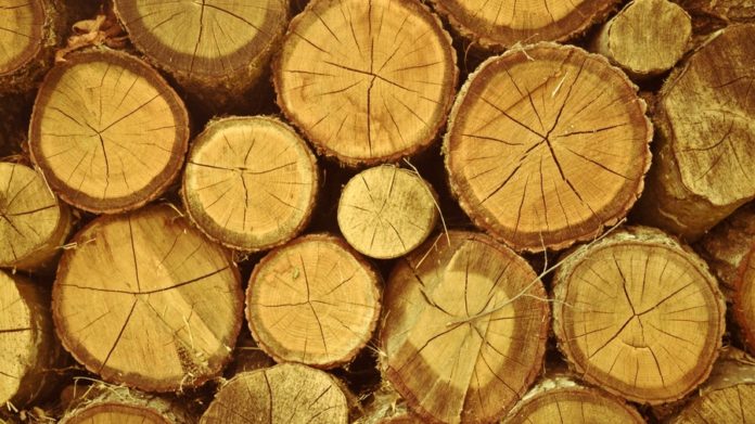 Незаконна рубка лісу на Львівщині: збитків на 857 тисяч гривень, штраф – 10 тисяч Незаконна рубка лісу на Львівщині: збитків на 857 тисяч гривень, штраф – 10 тисяч