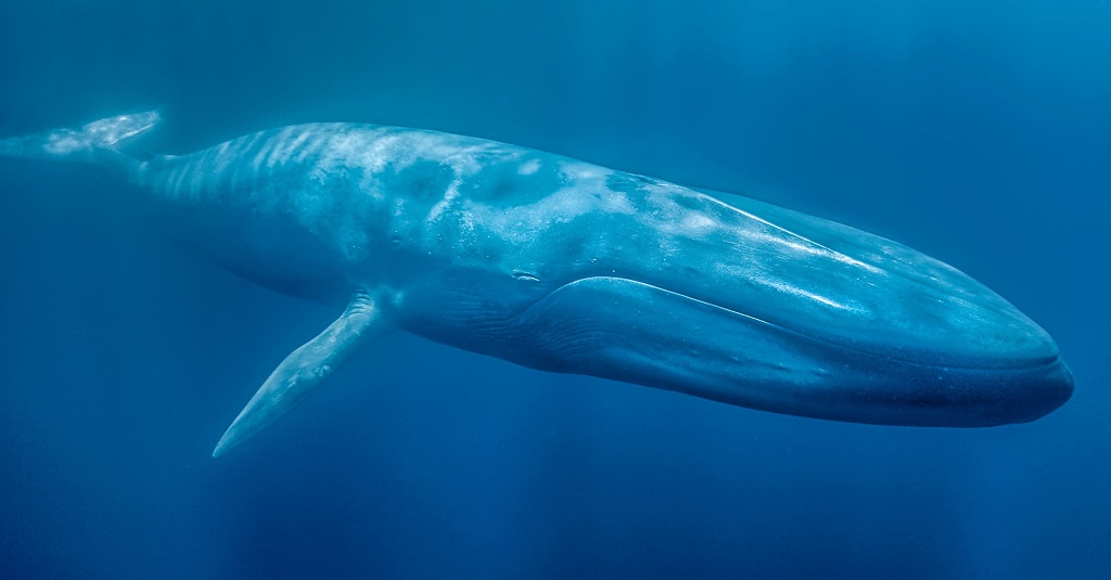 2-Синий кит - рыба или животное