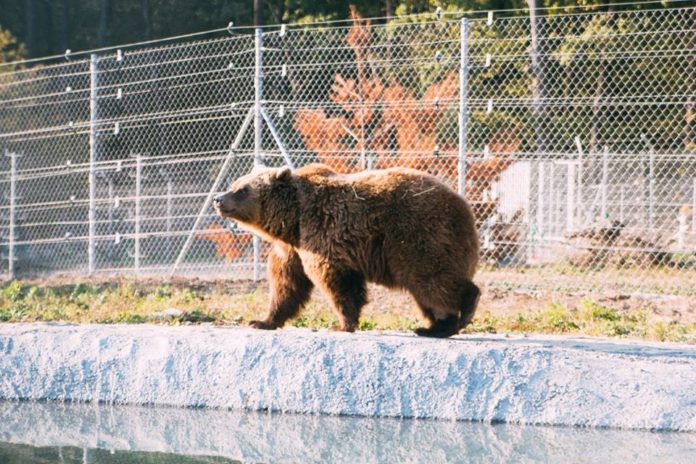 Сьогодні у ведмежому притулку «Домажир» стартував новий сезон Сьогодні у ведмежому притулку «Домажир» стартував новий сезон
