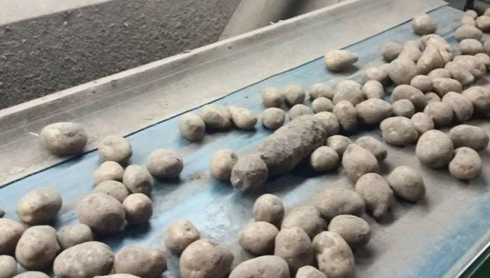 На Львівщині під час сортування картоплі знайшли боєприпас (фото) На Львівщині під час сортування картоплі знайшли боєприпас (фото)