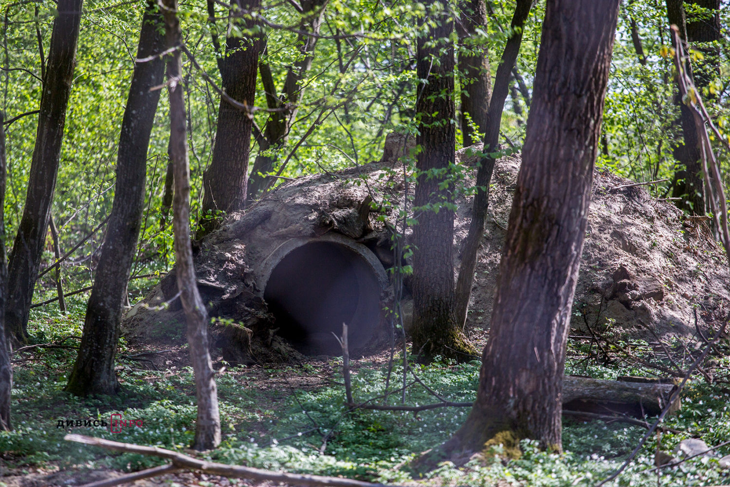 Як під Львовом функціонує ведмежий притулок, відомий у Європі (фоторепортаж) - 10