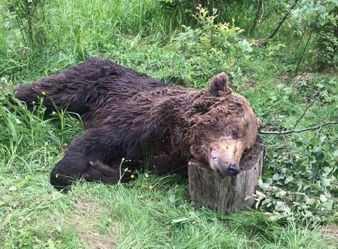 В урочищі «Румний» виявили мертвого ведмедя