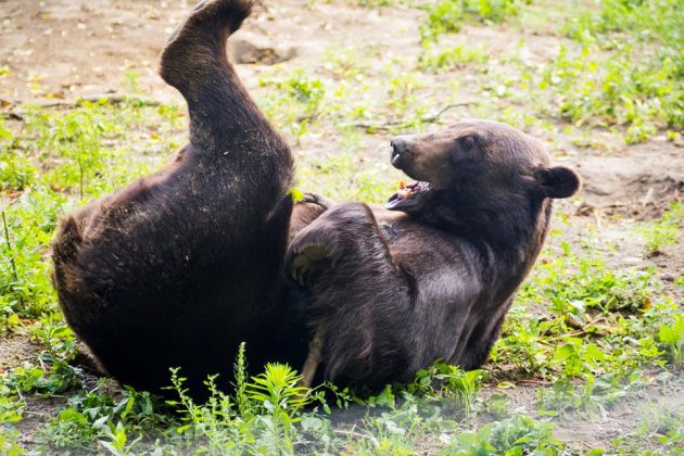 Притулок «Домажир», в якому мешкає семеро врятованих ведмедів, запрошує на екскурсію