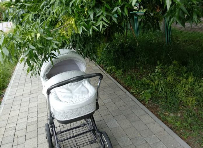 Львів’яни повідомляють про аварійні дерева поблизу школи (фото) Львів’яни повідомляють про аварійні дерева поблизу школи (фото)