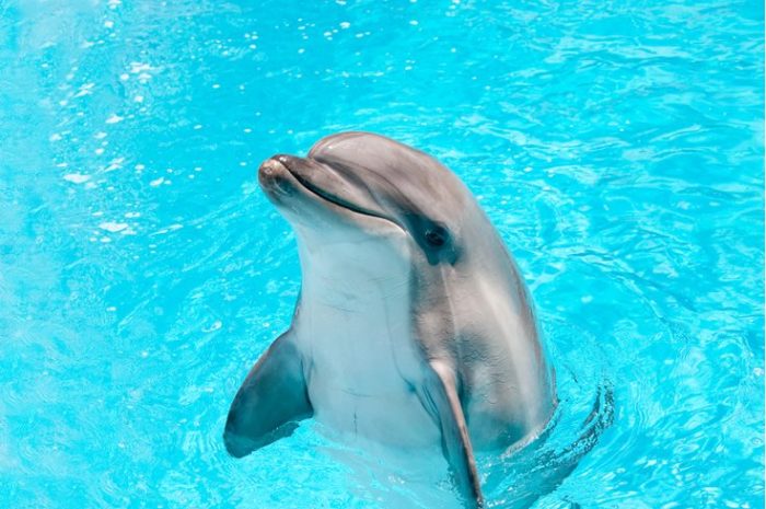 дельфін