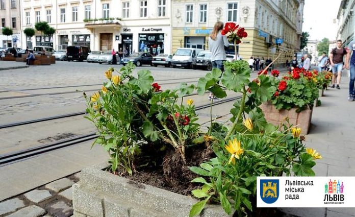 У Львові затримали іноземців, які понищили клумби біля Катедри (відео) У Львові затримали іноземців, які понищили клумби біля Катедри (відео)