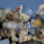 Морський світ, обгорнутий у пластик: National Geographic опублікував добірку приголомшливих фото - 9