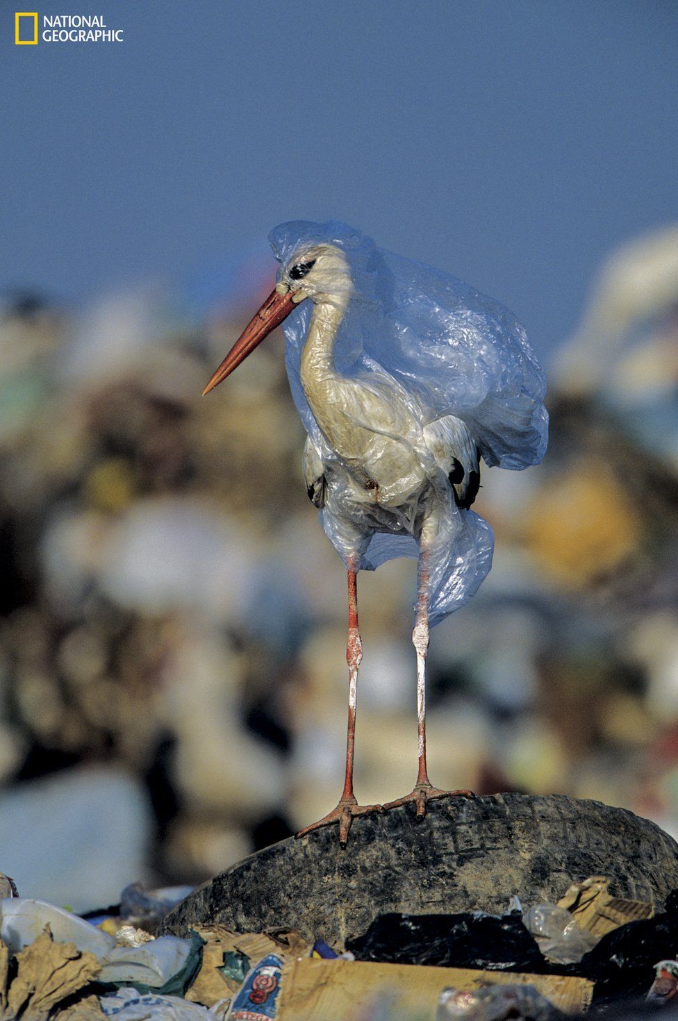 Морський світ, обгорнутий у пластик: National Geographic опублікував добірку приголомшливих фото - 2