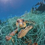 Морський світ, обгорнутий у пластик: National Geographic опублікував добірку приголомшливих фото - 8