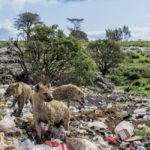 Морський світ, обгорнутий у пластик: National Geographic опублікував добірку приголомшливих фото - 6