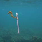 Морський світ, обгорнутий у пластик: National Geographic опублікував добірку приголомшливих фото - 4