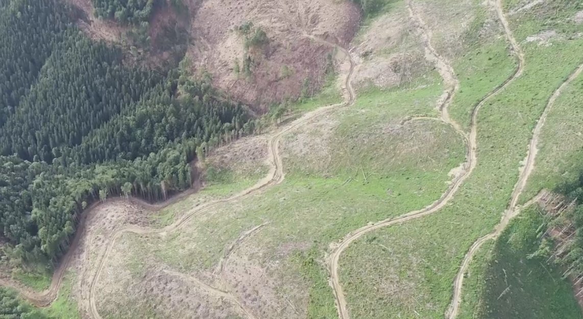 На Закарпатті намагалися приховати масштаби суцільно зрубаного лісу (відео)