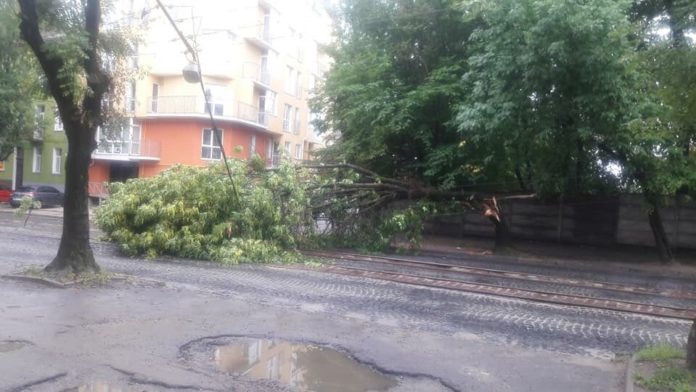 У Львові повалене дерево перекрило рух на вулиці Шевченка У Львові повалене дерево перекрило рух на вулиці Шевченка