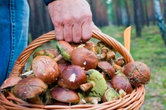 На Львівщині жінка отруїлася грибами