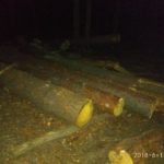 Незаконна пилорама біля Жовкви: правоохоронці відкрили кримінальне провадження - 6