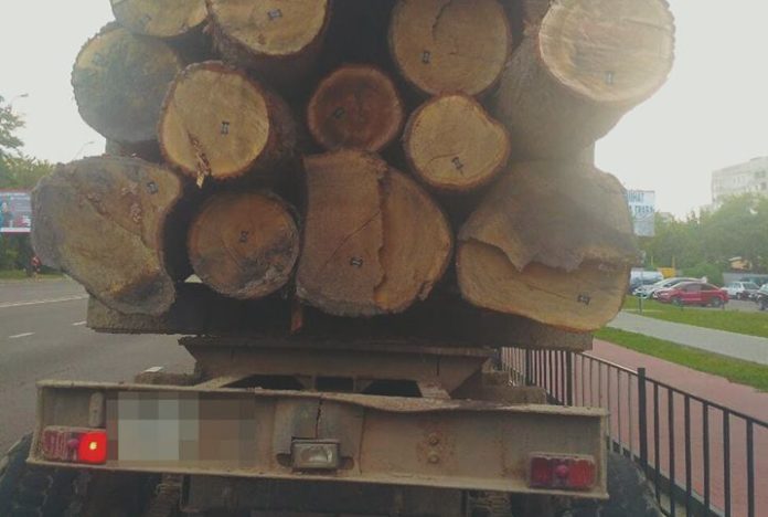 Львівські патрульні затримали дві вантажівки з контрабандною деревиною Львівські патрульні затримали дві вантажівки з контрабандною деревиною