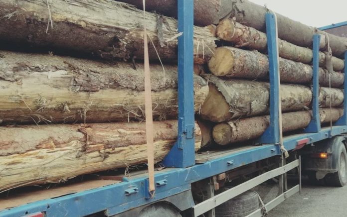 Львівські патрульні затримали три вантажівки з контрабандною деревиною Львівські патрульні затримали три вантажівки з контрабандною деревиною