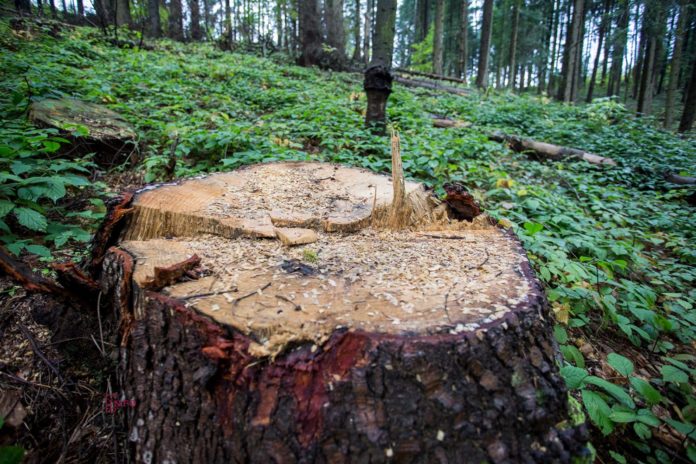 У Яворівському лісництві незаконно вирубали майже 50 дерев У Яворівському лісництві незаконно вирубали майже 50 дерев
