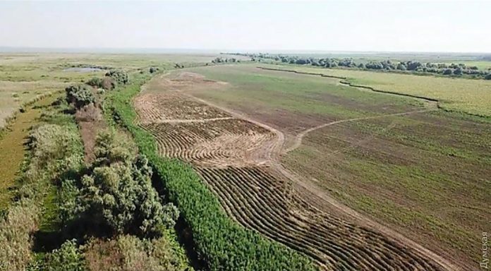 На Одещині виявила поле коноплі, що належить депутату від «Опоблоку»