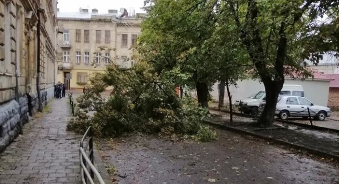 У Львові вітер повалив дерева та пошкодив конструкції на зупинках (фото) У Львові вітер повалив дерева та пошкодив конструкції на зупинках (фото)