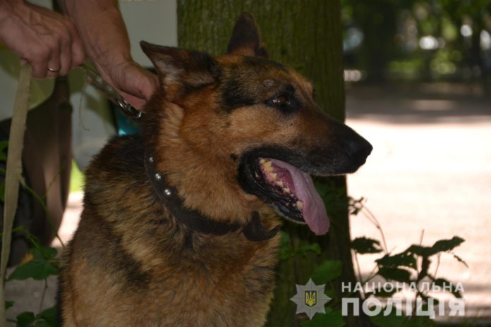 На Львівщині нинішнього року було розкрито 246 злочинів за допомогою службових собак На Львівщині нинішнього року було розкрито 246 злочинів за допомогою службових собак